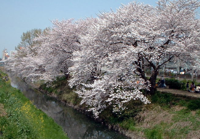 馬橋〜新松戸間にある坂川沿いの桜並木の風景